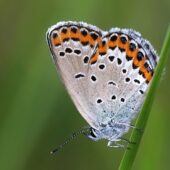 Modraszek 1-DeNoiseAI-clear