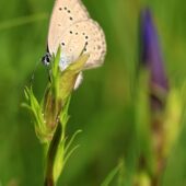 Modraszek alkon, Phengaris alcon