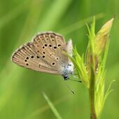 Modraszek alkon, Phengaris alcon