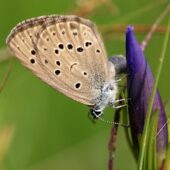 Modraszek alkon, Phengaris alcon