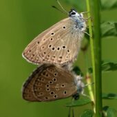 Modraszek alkon, Phengaris alcon