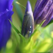 Modraszek alkon, Phengaris alcon