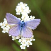 Modraszek ikar, Polyommatus icarus