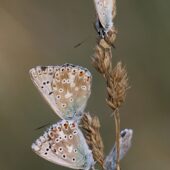 Modraszek korydon, Polyommatus coridon