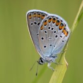 Modraszek srebrnoplamek