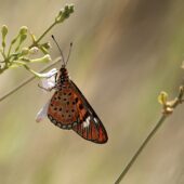 Acraea doubledayi