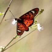 Acraea doubledayi