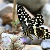 Motyl 2.1-DeNoiseAI-clear