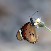 Danaus chrysippus