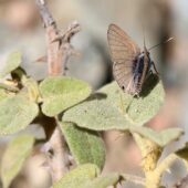 Motyl 5.1-DeNoiseAI-clear