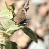 Motyl 5.2-DeNoiseAI-clear