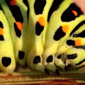 Paz 3-DeNoiseAI-clear