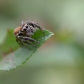 Pyrgun nakrzewny, Evarcha falcata