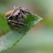 Pyrgun nakrzewny, Evarcha falcata