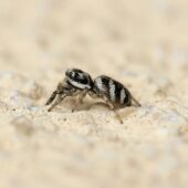 Skakun arlekinowy, Salticus scenicus