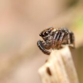 Pyrgun nazielny, Evaracha arcuata