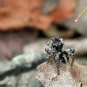Dryguś zmienny, Aelurillus v-insignitus