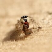 Skakun srebrzysty, Salticus cingulatus