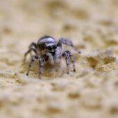 Skakun arlekinowy, Salticus scenicus