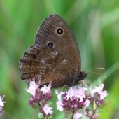 Skalnik driada, Minois dryas