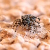 Skoczek skromny, Attulus pubescens