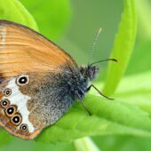 Strzepotek perelkowiec