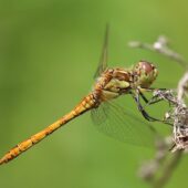 Szablak krwisty, Sympetrum sanguineum