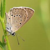 Modraszek telejus, Phengaris teleius