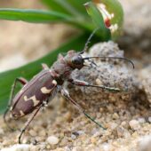 Trzyszcz piaskowy, Cicindela hybrida