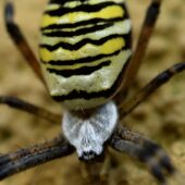 Tygrzyk paskowany, Argiope bruennichi