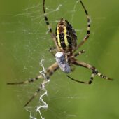 Tygrzyk paskowany, Argiope bruennichi