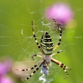 Tygrzyk paskowany, Argiope bruennichi