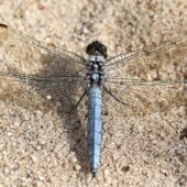 Wazka 1-DeNoiseAI-clear