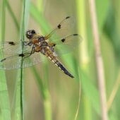 Ważka czteroplama, Libellula quadrimaculata