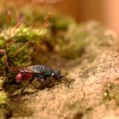 Złotolitka lśniącobrzucha, Chrysis fulgida