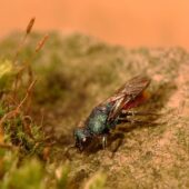 Złotolitka lśniącobrzucha, Chrysis fulgida