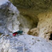 Zlotoliotka 15.08 1-DeNoiseAI-clear