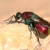 Powabnica piaskowa, Hedychrum nobile