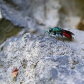 Zlotolitka 15.08 3-DeNoiseAI-clear