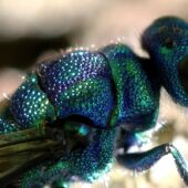 Złotolitka lśniącobrzucha, Chrysis fulgida