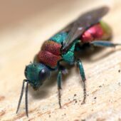 Powabnica piaskowa, Hedychrum nobile