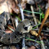 Zmrocznik gładysz, Deilephila elpenor