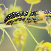 Zmrocznik wilczomleczek, Hyles euphorbiae 3