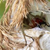 Kolczak zbrojny, Cheiracanthium punctorium