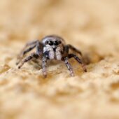 Skakun arlekinowy, Salticus scenicus