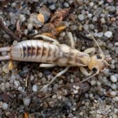 skorek 1-DeNoiseAI-clear