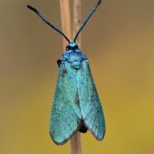 szafir 3-DeNoiseAI-clear