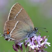 Ogończyk tarninowiec, Satyrium spini