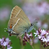 Ogończyk tarninowiec, Satyrium spini
