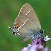 Ogończyk tarninowiec, Satyrium spini